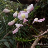 Gliricidia sepium (Jacq.) Steud.